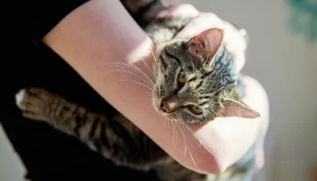 Сервис &laquo;Моспитомец&raquo; помогает животным из приютов найти заботливых хозяев