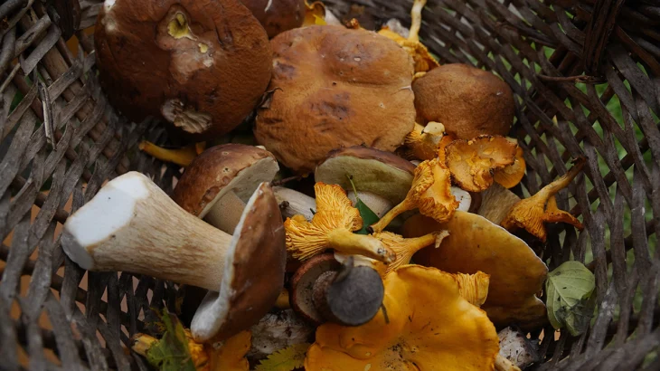 Эксперт Тихомиров заявил о начале супергрибного сезона в России Эксперт Тихомиров заявил о начале супергрибного сезона в России