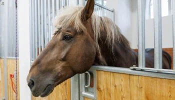 Весенний сезон конных прогулок открылся в музее-заповеднике "Коломенское"