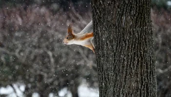 Гидрометцентр: В Москве 9 и 10 декабря выпадет снег