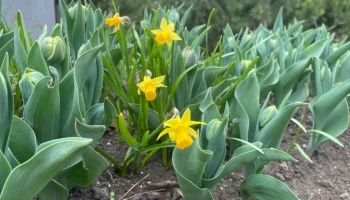 &laquo;В цвету&raquo;: Московский зоопарк поделился весенней флорой своих территорий&nbsp;