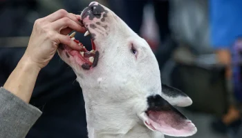 Карантин из-за бешенства ввели в Омской области