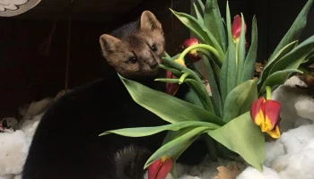 &laquo;Новые запахи и ощущения&raquo;: Московский зоопарк поздравил обитателей с началом весны