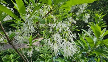 Снежноцвет виргинский расцвел в "Аптекарском огороде"