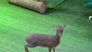 &laquo;Кажутся игрушечными&raquo;: Московский зоопарк показал мини-антилоп дикдиков