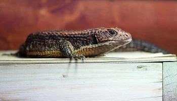 Два детеныша большого геррозавра родились в Московском зоопарке