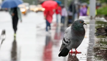 Синоптик Леус спрогнозировал контрастную погоду в Центральной России в июле