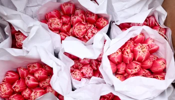 Простоят не меньше двух недель: как продлить жизнь тюльпанам