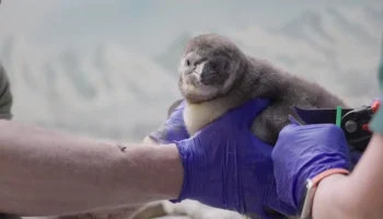 Шесть птенцов пингвинов Гумбольдта родились в Московском зоопарке Шесть птенцов пингвинов Гумбольдта родились в Московском зоопарке