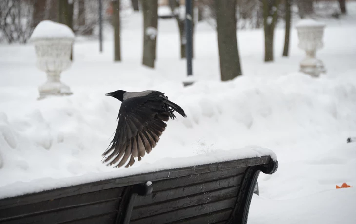 Синоптик Тишковец: Приход ранней и своевременной весны в Москве маловероятен Синоптик Тишковец: Приход ранней и своевременной весны в Москве маловероятен