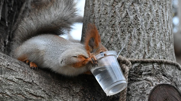 Биолог Глазков рассказал, как и чем кормить белок зимой Биолог Глазков рассказал, как и чем кормить белок зимой