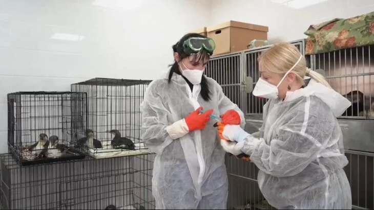 Более 200 испачканных мазутом птиц спасли в Сочи после крушения танкеров Более 200 испачканных мазутом птиц спасли в Сочи после крушения танкеров