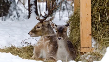 Собянин рассказал, как проект &laquo;Елочный круговорот&raquo; помогает беречь природу