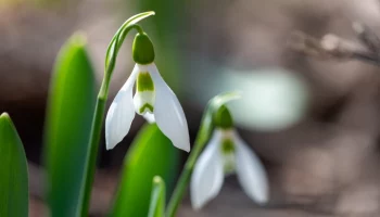 Первые подснежники появились в "Аптекарском огороде"