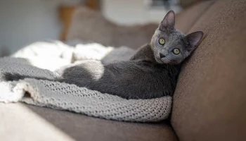 Врач Шеляков объяснил, зачем обрабатывать от клещей питомцев, не выходящих на улицу