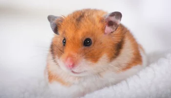 Мать двоих детей умерла после укуса домашнего хомяка в Испании