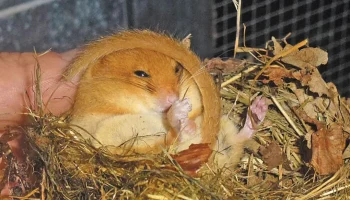 В парках Москвы выходят из спячки орешниковые сони