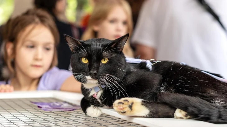 «Активные граждане» выберут места для выставок-пристройств собак и кошек «Активные граждане» выберут места для выставок-пристройств собак и кошек