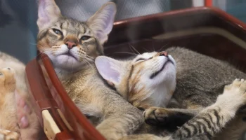В Москве открылся сбор помощи для животных из приютов Белгородской области