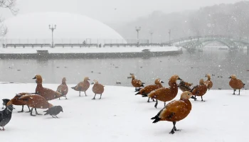 Синоптики пообещали москвичам облачную погоду со снегом 7 февраля