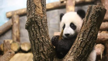 &laquo;Страшно&raquo;: Московский зоопарк показал первый выход Катюши в уличный вольер