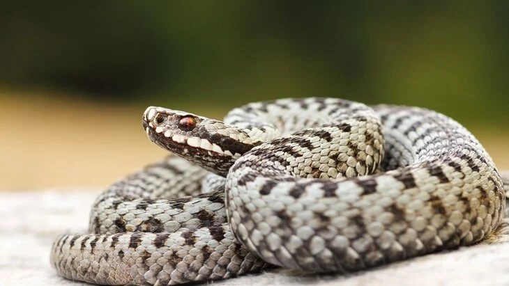 Жительница Таиланда выжила после нападения четырехметрового питона