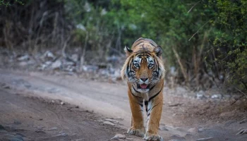 Republic TV: в Индии тигр напал на фермера и убил его