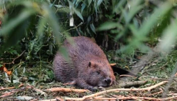 Директор "Яузы" Сапронов: в парке "Долгие пруды" установили кормушки для птиц и животных