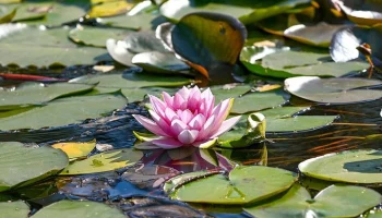 В Москве приведут в порядок 13 прудов в 2026 году