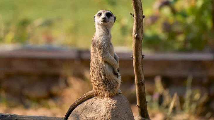 Московский зоопарк изменит режим работы с 1 октября