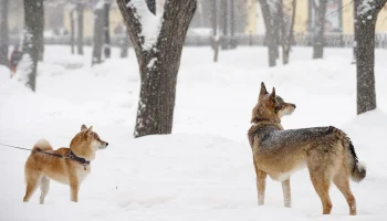 Мероприятия на улице в парках Москвы перенесли из-за мощного снегопада