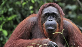 Орангутан сбежал из вольера в столичном зоопарке &laquo;Планета обезьян&raquo;