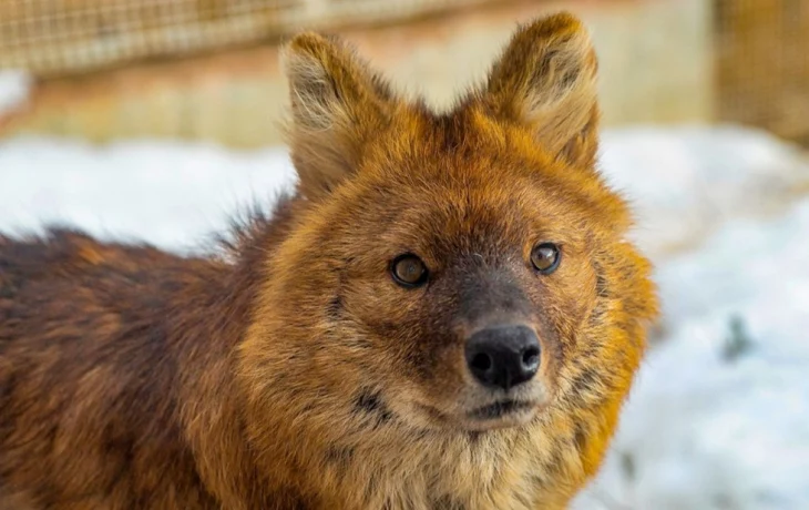 ОЭЗ «Технополис «Москва» стала опекуном красного волка из Московского зоопарка ОЭЗ «Технополис «Москва» стала опекуном красного волка из Московского зоопарка