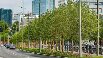 Более 700 деревьев высажены на набережных Яузы в Москве