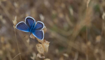 Бабочки и божьи коровки начали выходить из спячки в Москве