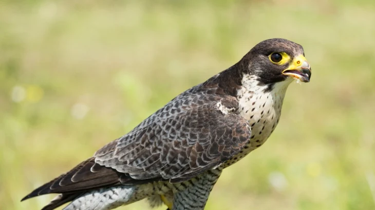 Считавшуюся исчезнувшей в Москве птицу чеглока нашли в «Лосином острове» Считавшуюся исчезнувшей в Москве птицу чеглока нашли в «Лосином острове»