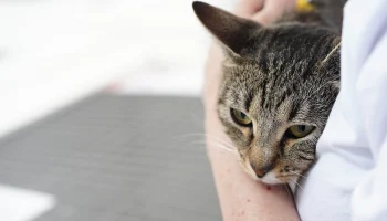 Ясфира, Капучинка, Дормидонт: какие необычные клички носят животные &laquo;Моспитомца&raquo;