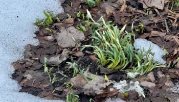 В "Аптекарском огороде" появились первые подснежники