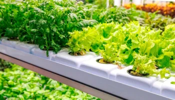 Московский производитель салатов увеличил выпуск продукции благодаря федпроекту