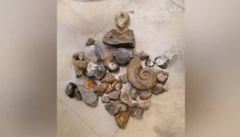 В Москве таможенники задержали студента за контрабанду древних аммонитов