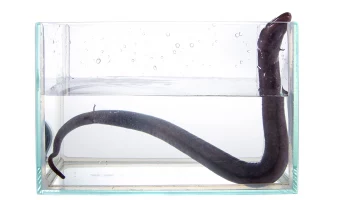 &laquo;Вы уж не обижайтесь&raquo;: Московский зоопарк показал извиняющуюся амфиуму Фиму