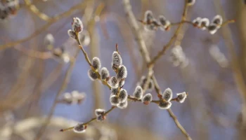 Вербная неделя &mdash; 2024: традиции и обряды