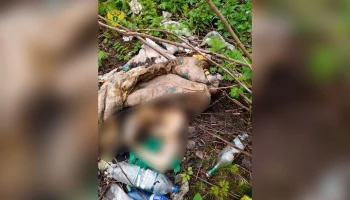 Скелет человека обнаружили в лесном массиве в ТиНАО