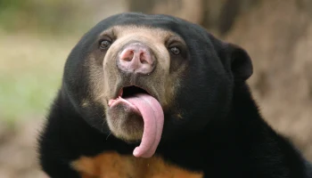 Малайских медвежат Лучика и Звездочку из Московского зоопарка познакомили