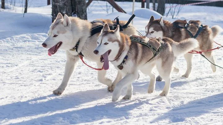 Новый год в России: куда поехать в небольшое путешествие в 2026 году в январе