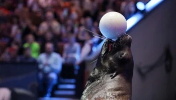 Известные артисты высказали мнение о концепции нового московского цирка