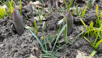 &laquo;Разные первоцветы&raquo;: Московский зоопарк рассказал об особенностях подснежников