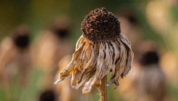 &laquo;Аномалии температуры&raquo;: станет ли 2025 год самым жарким в истории человечества