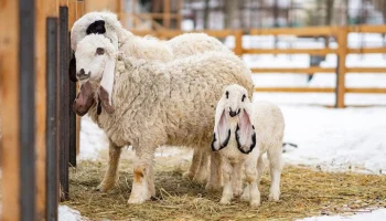 Контактная площадка в Детском зоопарке закрыта по техническим причинам