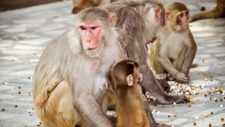 Более 100 больных оспой обезьян сбежали из центров лечения в ДР Конго Более 100 больных оспой обезьян сбежали из центров лечения в ДР Конго